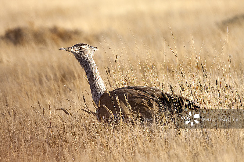 柯利鸨在热带稀树草原 - 埃托沙纳米比亚图片素材
