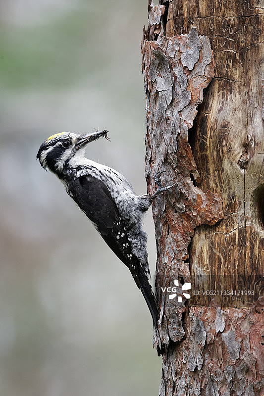 三趾啄木鸟雄鸟在巢穴旁 - 芬兰图片素材