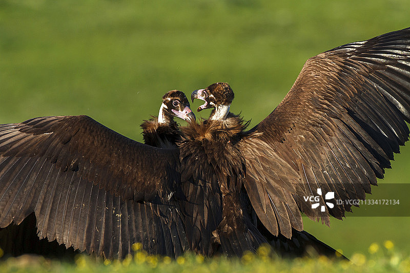 兀鹫争斗 - 西班牙阿尔库迪亚山谷图片素材