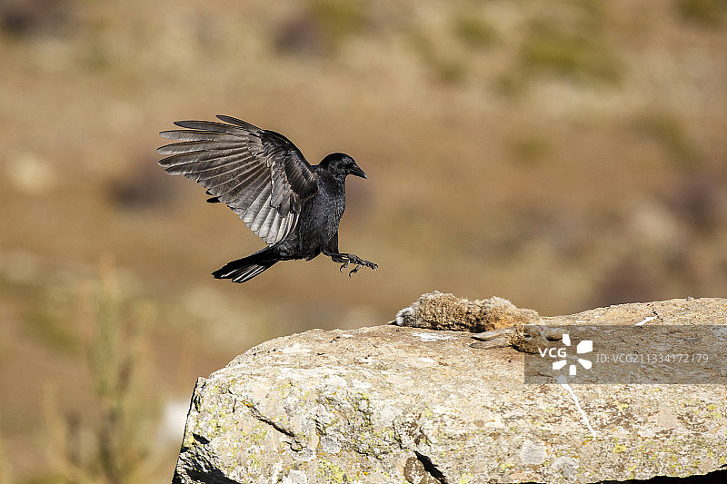 飞行中的小嘴乌鸦捕食岩石上的猎物，西班牙图片素材