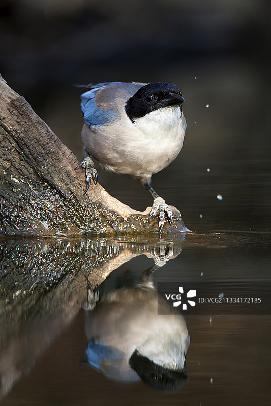 西班牙：在河岸饮水的蓝翅鹊图片素材