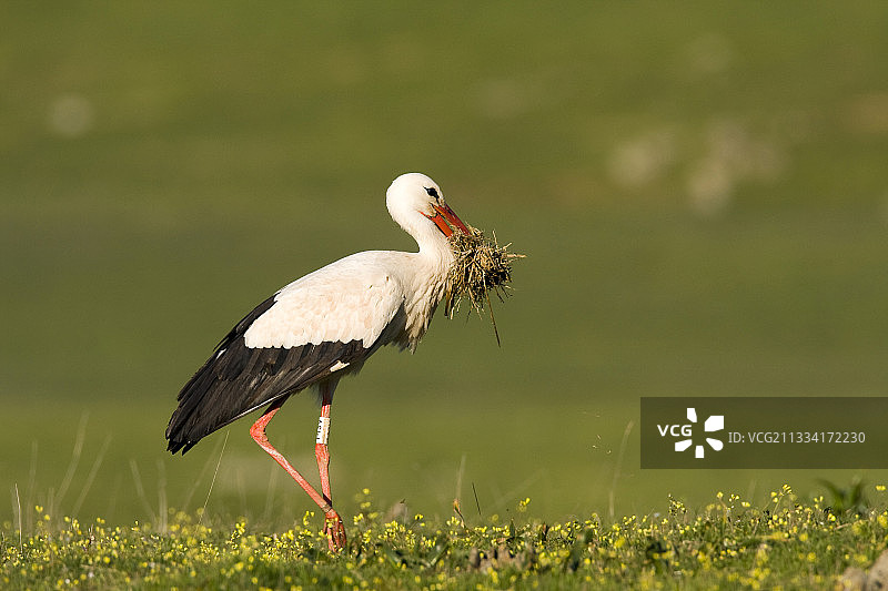 白鹳收集筑巢材料 - 西班牙图片素材