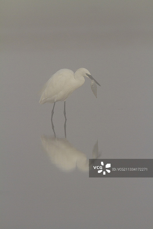 小白鹭薄雾中捕鱼 - 西班牙图片素材