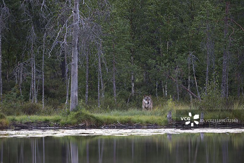 日出时分站在湖边的欧洲狼-芬兰图片素材