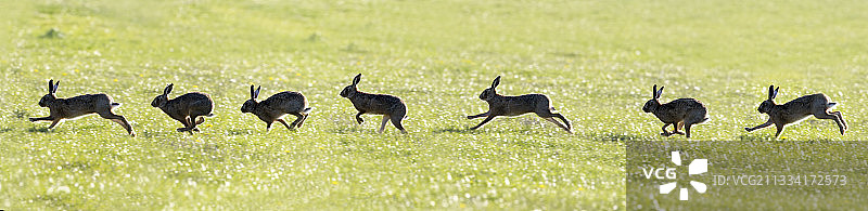 在草地上奔跑的棕色野兔图片素材