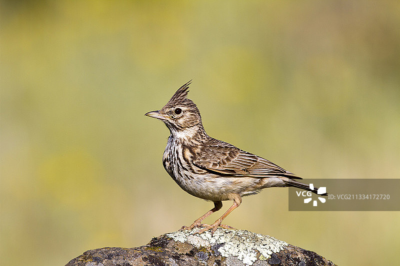 在西班牙岩石上的凤头百灵图片素材