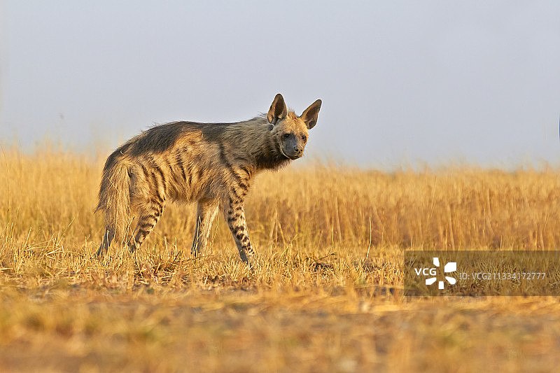 条纹鬣狗在稀树草原上行走-印度黑鹿国家公园图片素材