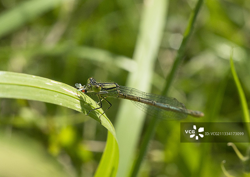 绿色表格图片素材