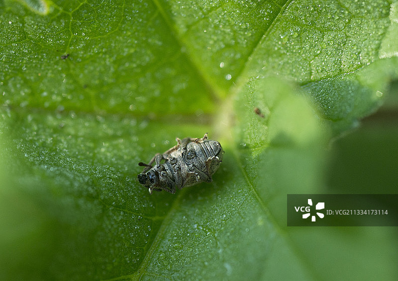 他看到我时把床单扔掉了，他仰面装死，然后我一动不动地站着，一分钟后他又站了起来。图片素材