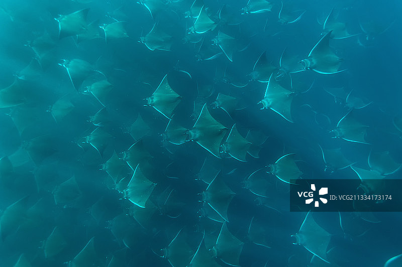 加利福尼亚湾的蝠鲼群图片素材