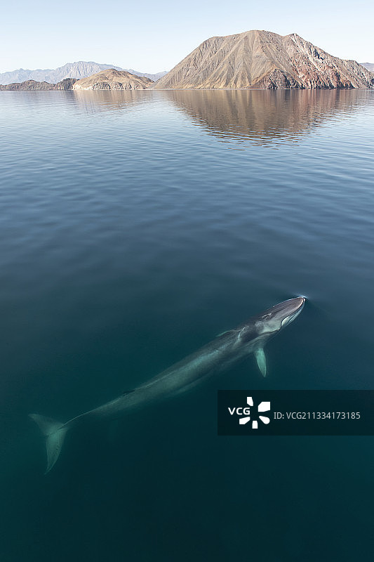 加利福尼亚湾浮出水面的长须鲸图片素材