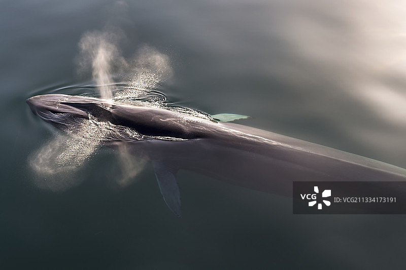 加利福尼亚湾，拂晓光线下长须鲸喷水图片素材