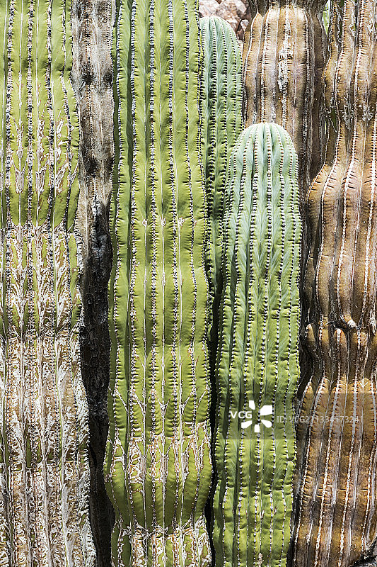 加利福尼亚湾瓜达拉瓜达拉岛上的卡顿仙人掌图片素材