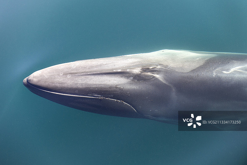 长须鲸头部特写，口部附近附着着䲟鱼和鹅颈藤壶图片素材