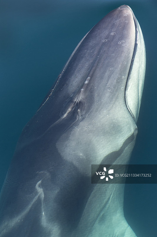 长须鲸头部特写，口部附近附着着䲟鱼和鹅颈藤壶图片素材