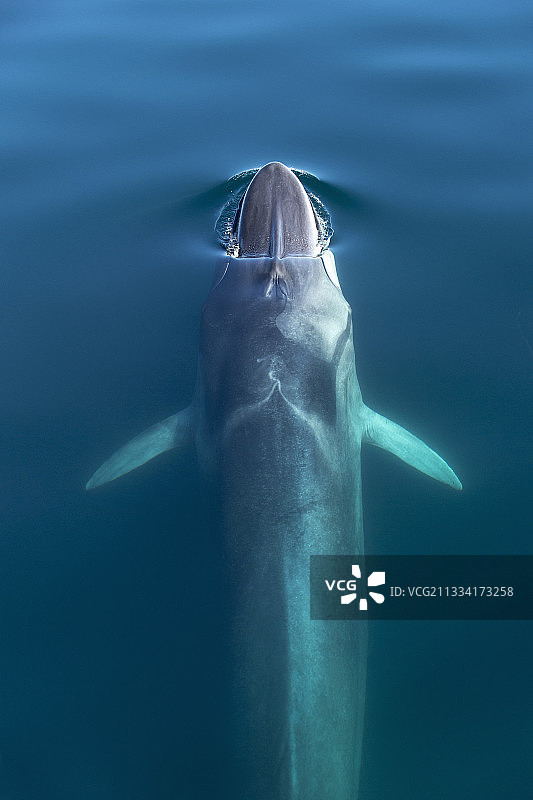 长须鲸浮出水面——加利福尼亚湾图片素材