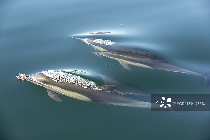 加利福尼亚湾常见海豚图片素材
