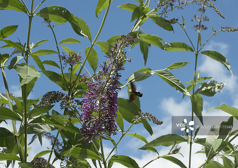 橄榄蜂鹰蛾采集蝴蝶灌木的花蜜图片素材
