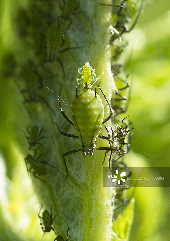 雌蚜虫孤雌生殖图片素材