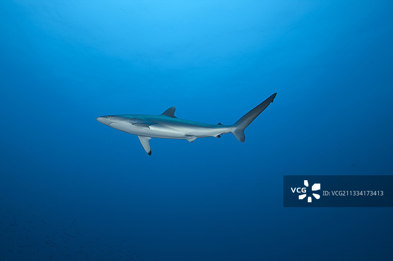 在苏丹苏阿金群岛红海礁石外游泳的幼年平滑白眼鲛图片素材