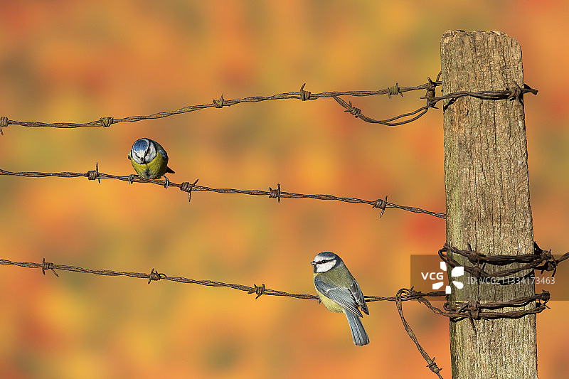 栖息在带刺铁丝网上的蓝山雀图片素材