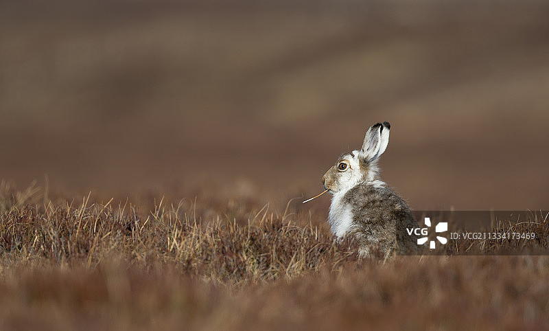 春季在苏格兰草地上觅食的野兔图片素材