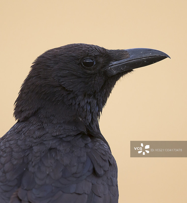 西班牙春天乌鸦头部细节图片素材