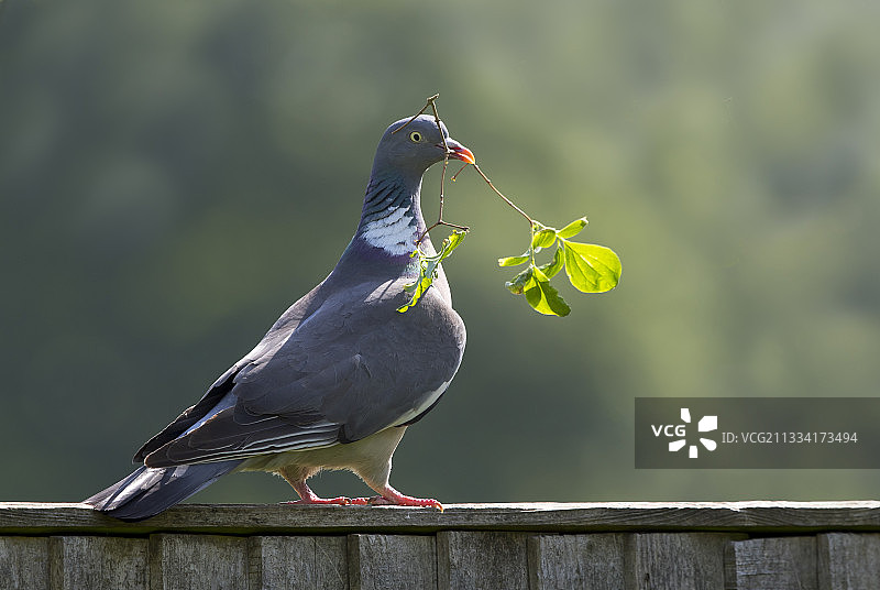 春天携带筑巢材料的斑鸠 - 英国图片素材