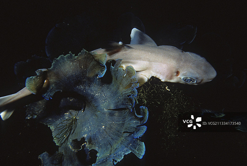 地中海棘角鲨图片素材