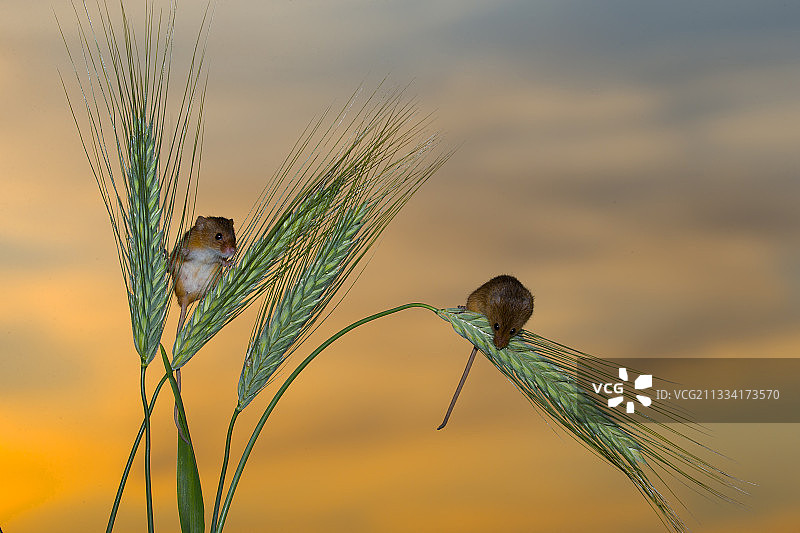 夏季大麦田中收获的小鼠图片素材