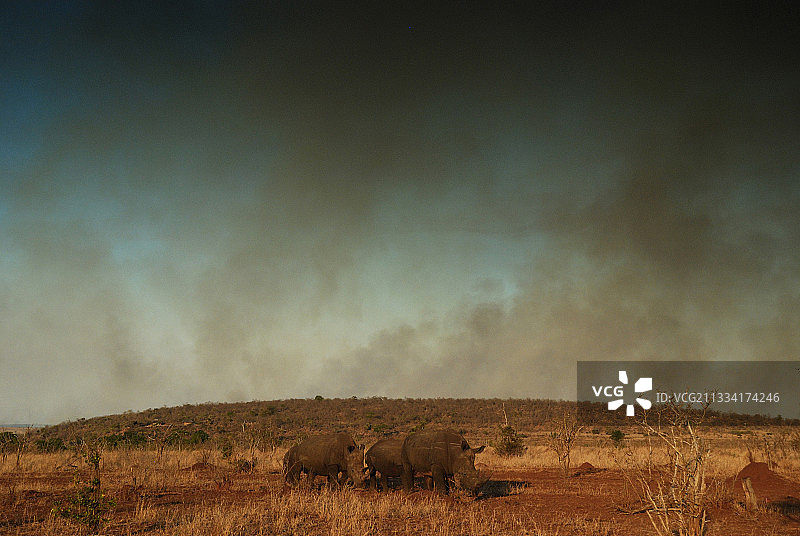 远离灌木丛火灾的白色犀牛 - 南非克鲁格图片素材