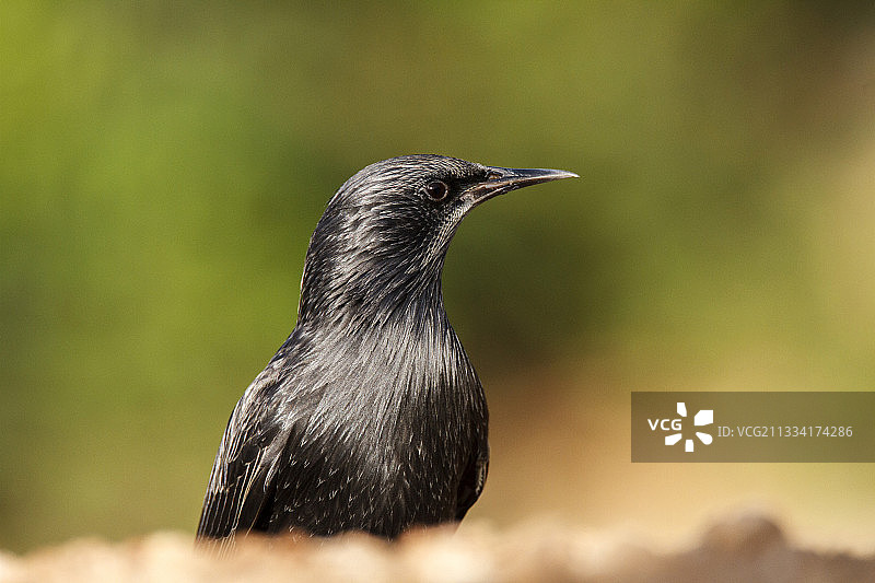 西班牙的斑椋鸟 портрет图片素材
