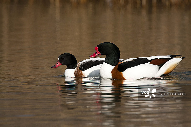 西班牙塔布拉斯·德·达伊米埃尔湿地的普通赤麻鸭图片素材