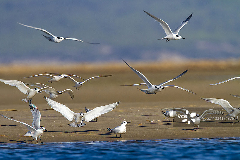 飞行中的白额燕鸥 - 西班牙安达卢西亚图片素材