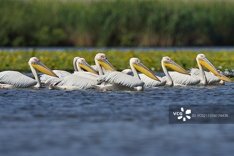 多瑙河三角洲水域的白鹈鹕，罗马尼亚图片素材