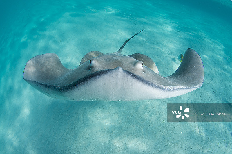 法属波利尼西亚莫雷阿岛的粉色鞭尾魟肖像图片素材