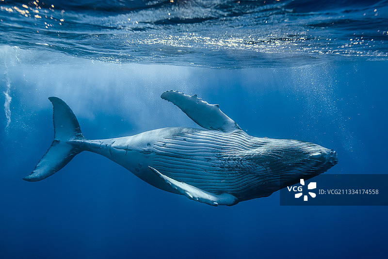 水面下的座头鲸 - 法属波利尼西亚图片素材