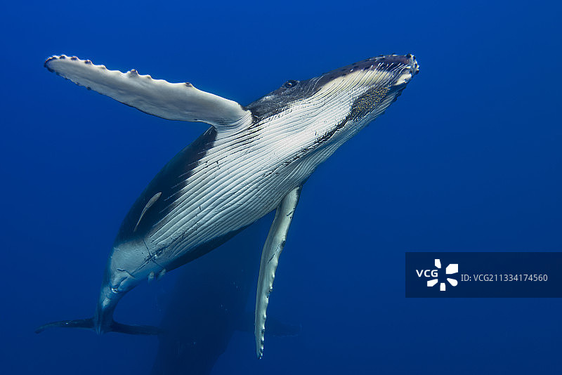法属波利尼西亚的座头鲸图片素材