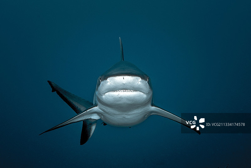 法属波利尼西亚塔希提岛灰礁鲨肖像图片素材