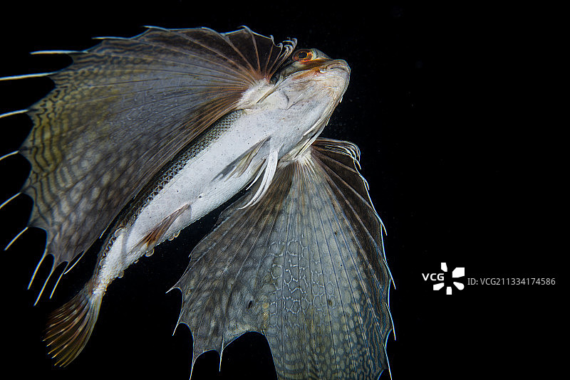 东方飞 পো মাছ 游泳 - 法属波利尼西亚塔希提岛图片素材