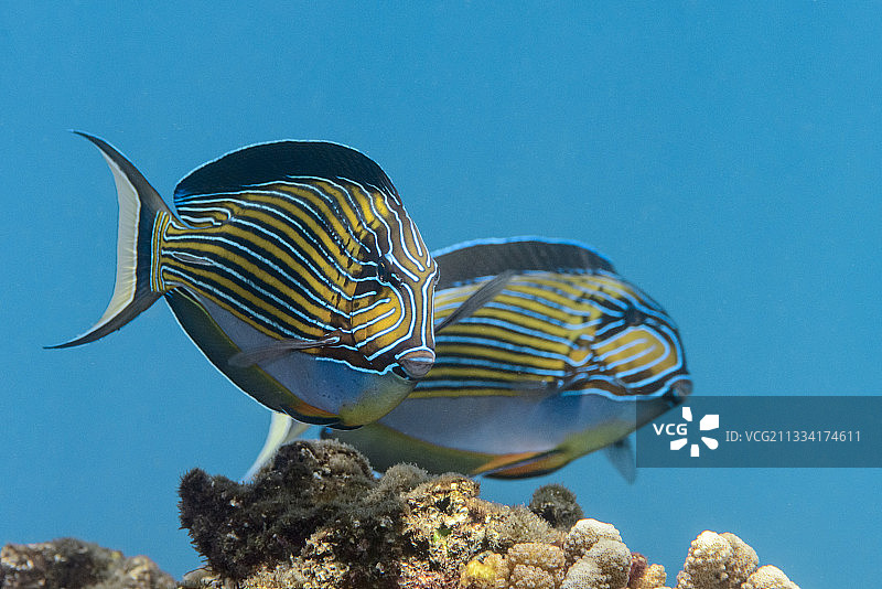 法属波利尼西亚的礁石上的纹倒吊图片素材