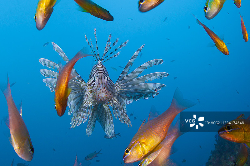 狮子鱼和金腹天竺鲷 - 法属波利尼西亚图片素材