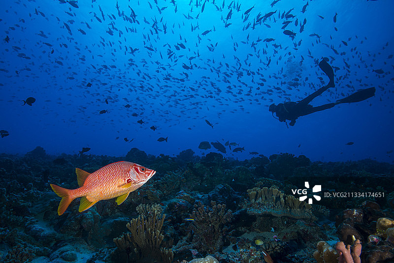 军刀松鼠鱼与潜水员 - 法卡拉瓦，法属波利尼西亚图片素材