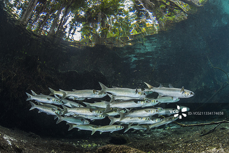 佛罗里达州河中的燕尾鲻鱼群图片素材