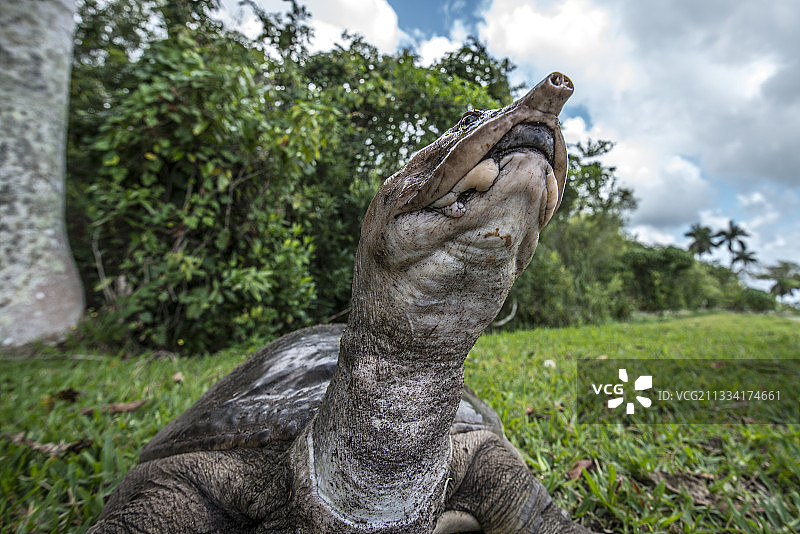 佛罗里达软壳龟肖像-美国佛罗里达州图片素材