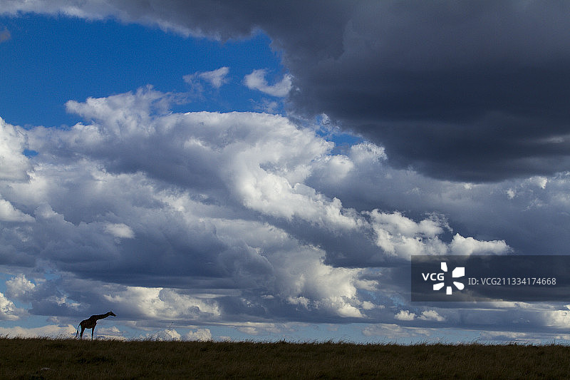 旱季马赛马拉的马赛长颈鹿和云彩图片素材