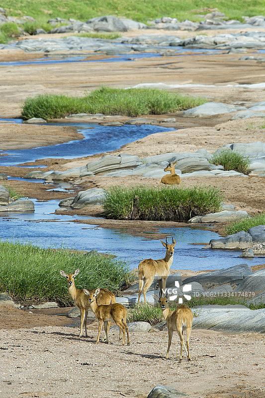 肯尼亚马赛马拉沙河边的苇羚图片素材