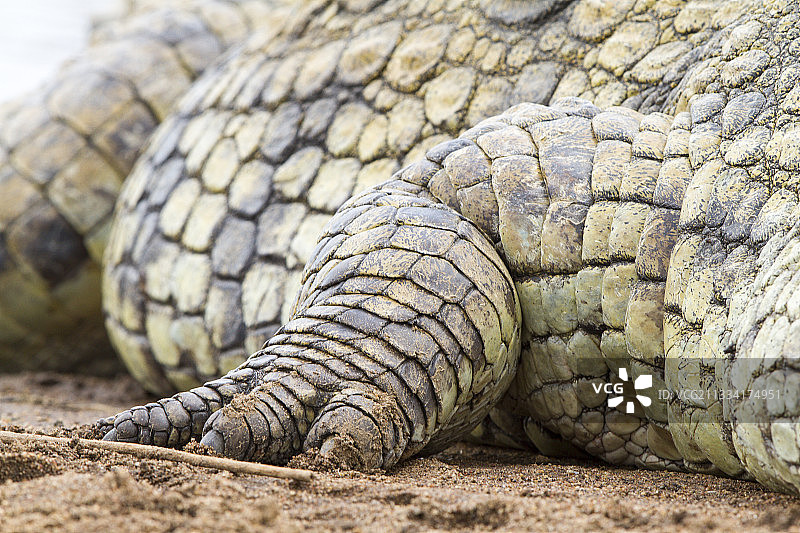 尼罗鳄的爪子 resting 在肯尼亚河岸上图片素材