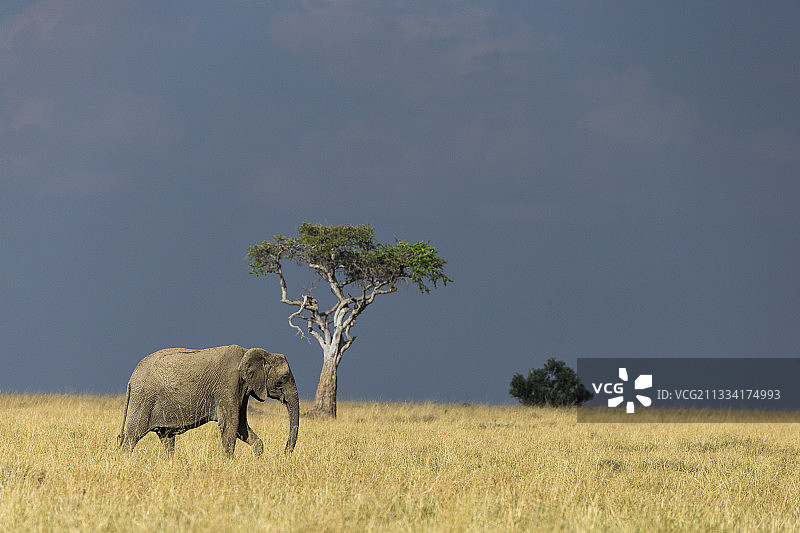 非洲象在肯尼亚马赛马拉稀树草原行走图片素材