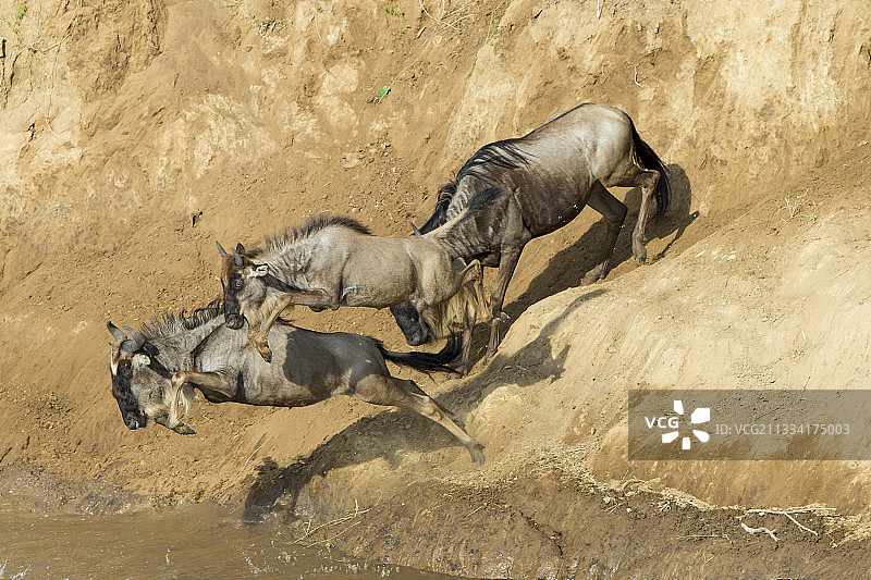 白须角马横渡马拉河 - 肯尼亚图片素材